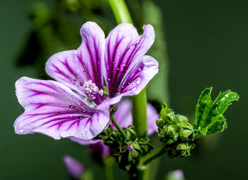 Close-up of purple flowering plant