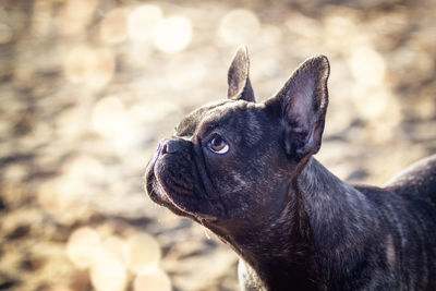Close-up of a dog looking away
