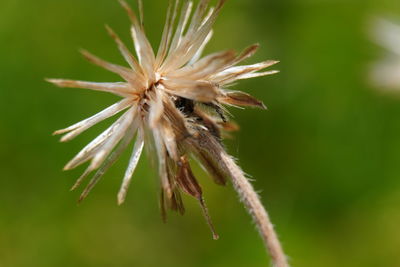 Close-up of wilted flower