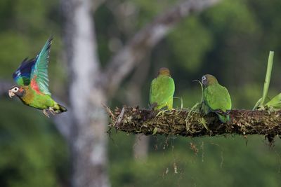 Birds perching on a branch