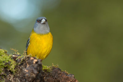 Close-up of bird perching on branch