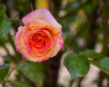 Close-up of pink rose