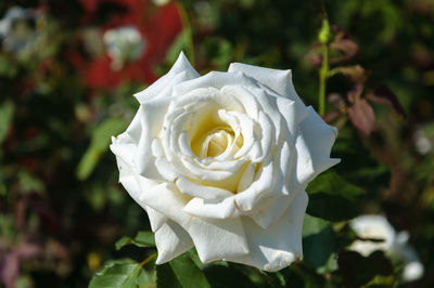 Close-up of white rose