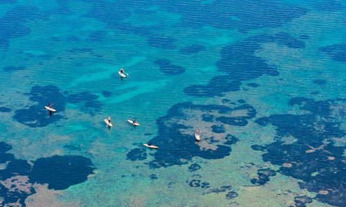 High angle view of people paddleboarding at sea