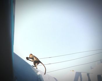 Horse against clear sky