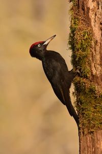 Close-up of bird perching on tree