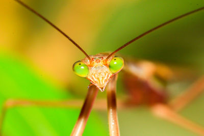 Close-up of insect on leaf