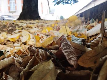 Close-up of autumn leaves