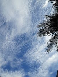 Low angle view of palm trees against blue sky
