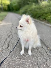 pet