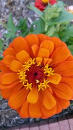 Close-up of orange flower blooming outdoors