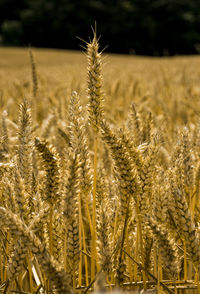 Close-up of stalks in field