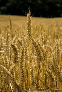 Close-up of wheat stalks in field