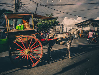 View of an animal on street