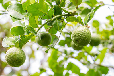 Close-up of kaffir lime on tree