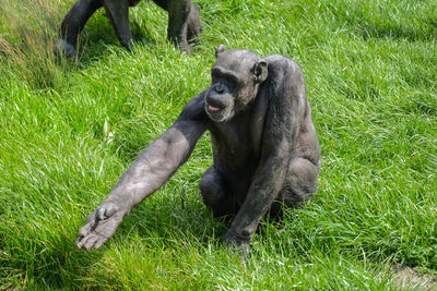 Chimpanzee sitting on field