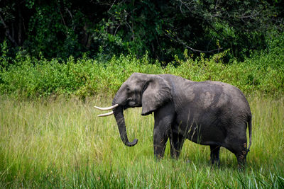 Side view of elephant on field