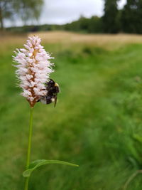 Close-up of bee on flower