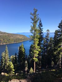 Scenic view of forest against clear blue sky