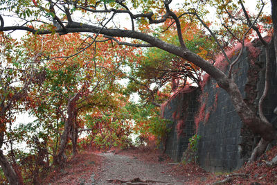 Low angle view of trees in forest during autumn