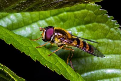 Close-up of insect on leaf