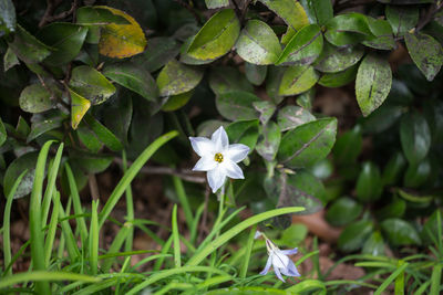 Close-up of white flowers blooming outdoors