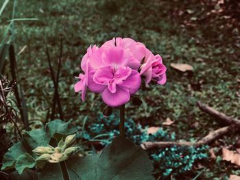 Close-up of pink flowering plant on field