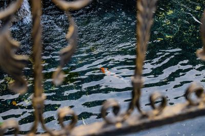 High angle view of birds swimming in lake