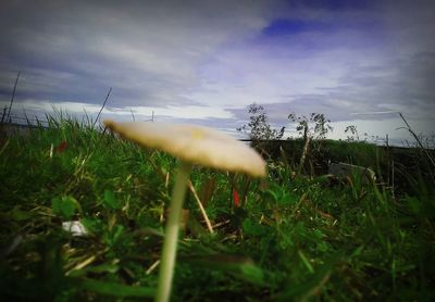 Close-up of grass on field against sky