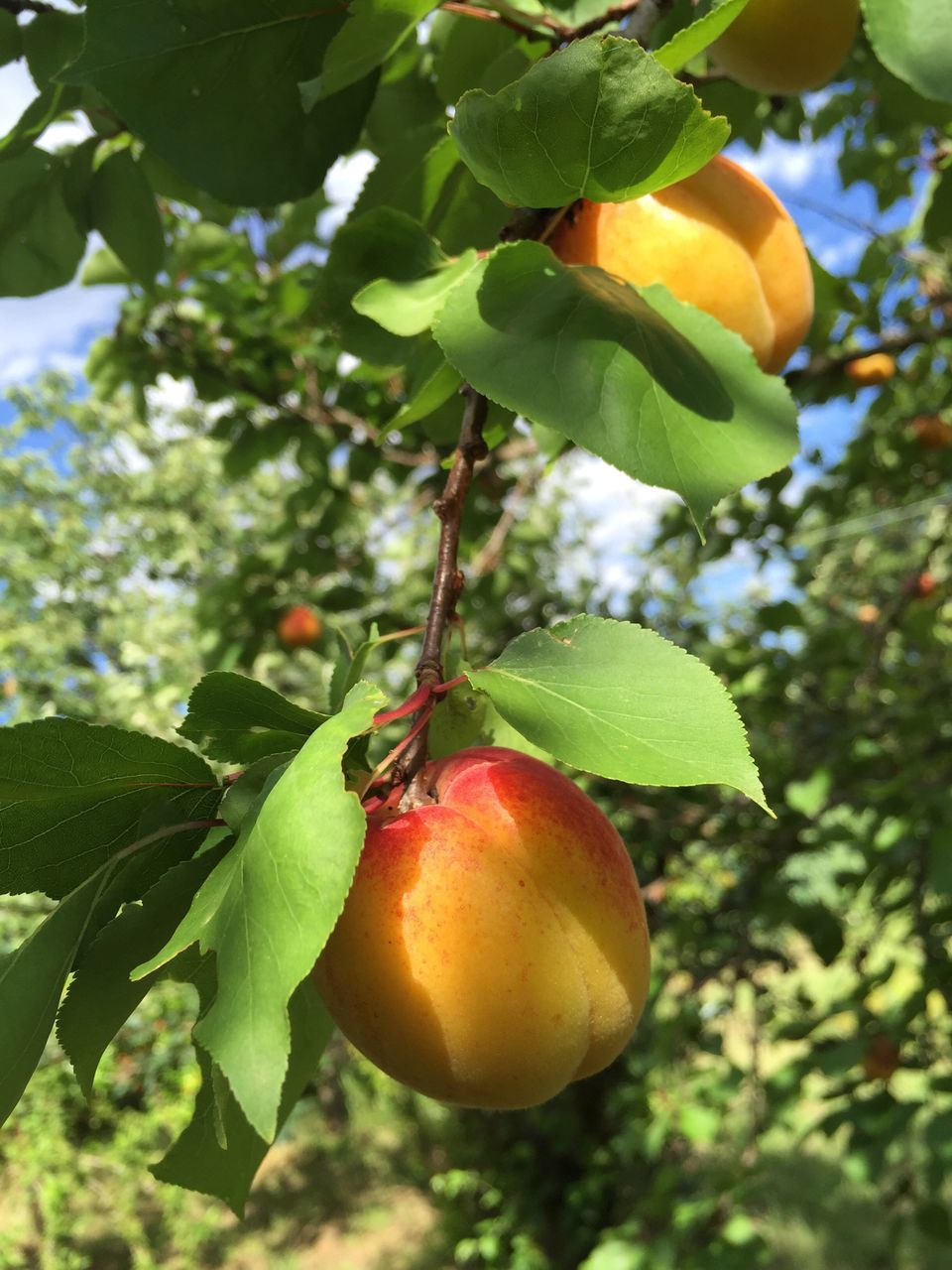 fruit, food and drink, food, healthy eating, tree, freshness, leaf, growth, branch, close-up, green color, ripe, focus on foreground, hanging, nature, low angle view, apple - fruit, agriculture, growing, outdoors