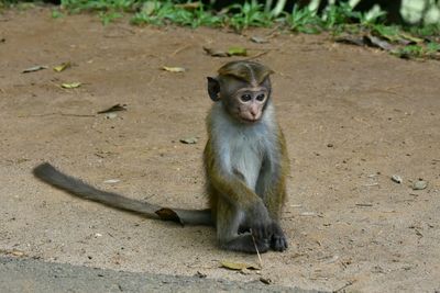 Close-up of monkey sitting on sand