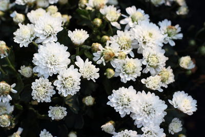 Close-up of white flowering plants