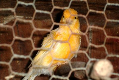 Close-up of yellow bird in cage