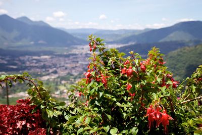 Close-up of red flowering plants against mountain