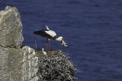 Seagull perching on a rock