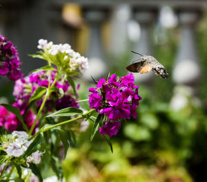 Close-up of butterfly pollinating on pink flower