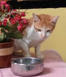 Cat sitting in a flower pot