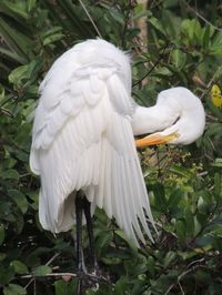 Bird on white background