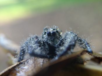 Close-up of spider on wood