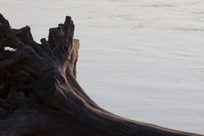 A log on the side of the clark fork river at sunrise