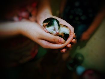 Close-up of hand holding cat