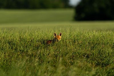 View of an animal on grass