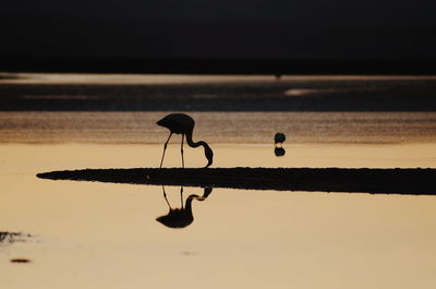 Silhouette bird on lake during sunset