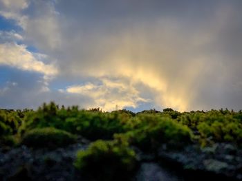 Scenic view of trees against sky during sunset