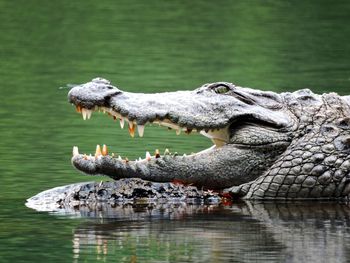 Crocodile in a lake.