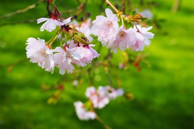 Close-up of pink flowers