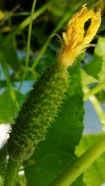 Close-up of yellow flowering plant