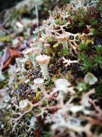 Close-up of frozen plant in winter