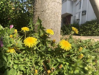 Yellow flowering plants against building