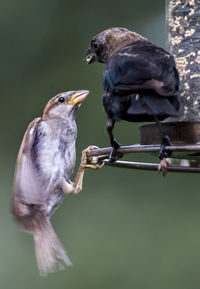 Close-up of birds perching